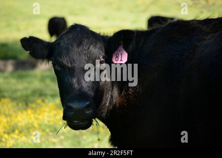 Cattle graze on a farm pasture in Southwest Virginia, USA Stock Photo