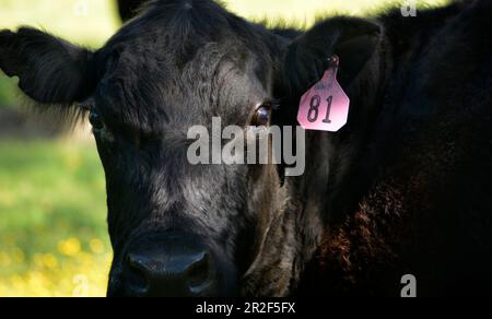 Cattle graze on a farm pasture in Southwest Virginia, USA Stock Photo