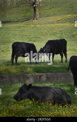 Cattle graze on a farm pasture in Southwest Virginia, USA Stock Photo