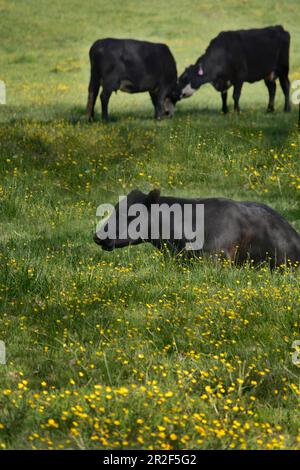 Cattle graze on a farm pasture in Southwest Virginia, USA Stock Photo