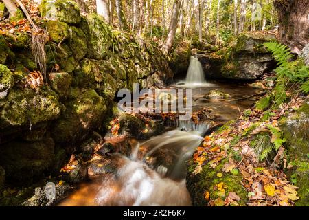A small waterfall in the Ysperklamm in Lower Austria in autumn Stock Photo