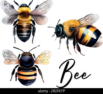 Colorful bee watercolor in beautiful style. Hand drawn vector illustration. Garden nature. Vector collection. Stock Vector