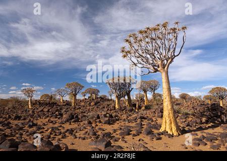 Impressions from the quiver tree forest, Aloidendron dichotomum, Keetmanshoop, Namibia Stock Photo