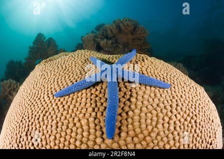 Blue starfish on coral, Linckia laevigata, New Ireland, Papua New Guinea Stock Photo