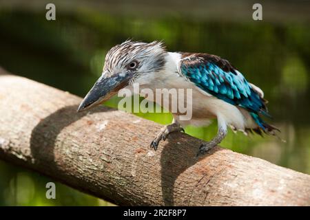 Blue-winged Kookaburra, Dacelo leachii, Papua New Guinea Stock Photo