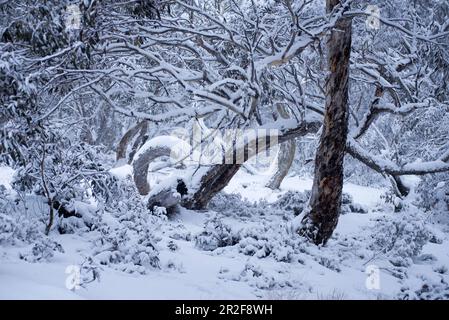 Snow-covered eucalyptus forest near Dinner Plain in the Alpine National Park, Victoria, Australia Stock Photo