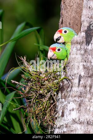 Large chicks of red-lored parrot (Amazona autumnalis) in their nesting hole. Photo from Laguna Lagarto, Costa Rica. Stock Photo