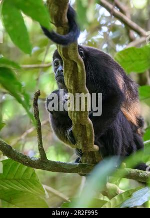 Mother and baby mantled howler monkey (Alouatta palliata) from Las Arrieras, Sarapiqui, Costa Rica. Stock Photo