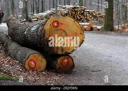 Stacked and marked timber, felled tree trunks in the forest, Stuttgart, Baden-Wuerttemberg, Germany Stock Photo