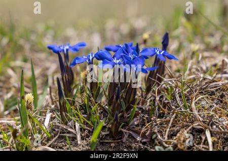 Snow gentian (Gentiana nivalis), also called heavenly angel and kelberchis Stock Photo