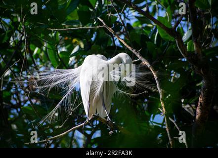 Great egret perches on a tree branch on the banks of the Brahmaputra River, in Guwahati, India Stock Photo