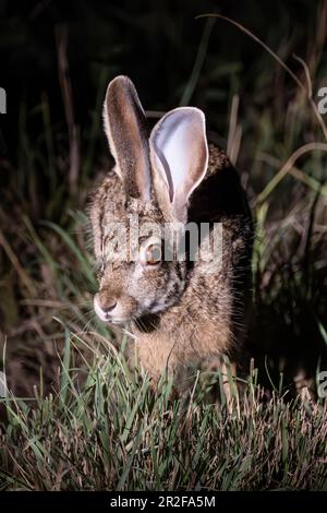 Scrub hare (Lepus saxatilis) Inyati Game Reserve, Kruger National Park, Mpumalanga, South Africa Stock Photo