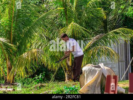 Sugar cane cultivation at the &quot;Los Aquaticos&quot; viewpoint in the Vinales Valley (&quot;Valle de Vinales&quot;), Pinar del Rio province, Cuba Stock Photo