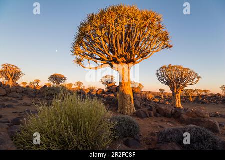 Quiver tree forest at Quiver Tree Forest Rest Camp at sunset, Keetmanshoop, Namibia Stock Photo