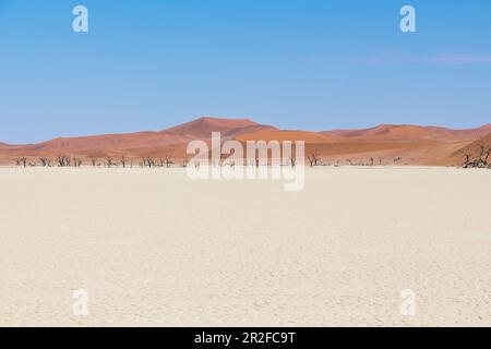 View over white landscape and dunes of the Deadvlei (white salt-clay pan), Sossusvlei, Sesriem, Namibia Stock Photo