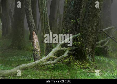 Mystical forest photo with a broken tree in the Aubinger Lohe. West Munich, Munich, Upper Bavaria, Bavaria, Germany, Europe Stock Photo