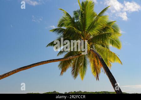 Two palm trees growing together on the beach at Yanuca Island, Fiji Islands Stock Photo
