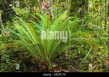 Track between Boulder Beach and Westend Beach, Ulva Island, South Island, New Zealand Stock Photo