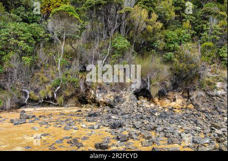 Beach Vegetation, Underwash, Westend Beach, Ulva Island, South Island, New Zealand Stock Photo