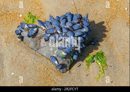 Mytilus (Mytilus edulis), Westend Beach, Ulva Island, South Island, New Zealand Stock Photo