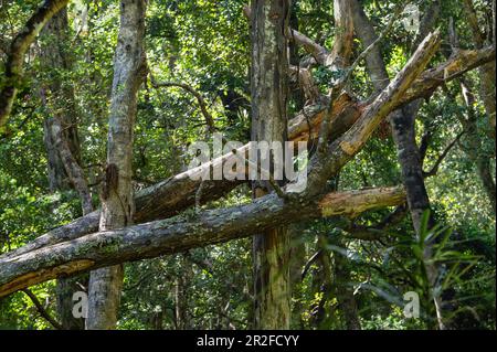 Track from Westend Beach to Post office Bay, Ulva Island, South Island, New Zealand Stock Photo