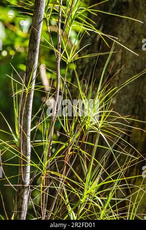 Track from Westend Beach to Post office Bay, Ulva Island, South Island, New Zealand Stock Photo