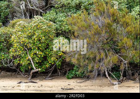 Beach Vegetation, Westend Beach, Ulva Island, South Island, New Zealand Stock Photo