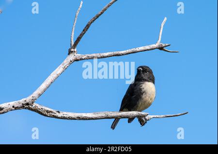 Tomtit (Petroica macrocephala), also Tomtit, Westend Beach, Ulva Island, South Island, New Zealand Stock Photo