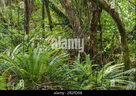 Track from Westend Beach to Post office Bay, Ulva Island, South Island, New Zealand Stock Photo