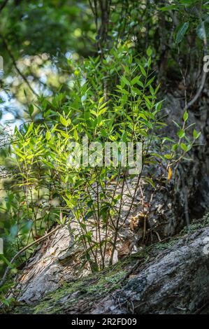 Track between Boulder Beach and Westend Beach, Ulva Island, South Island, New Zealand Stock Photo