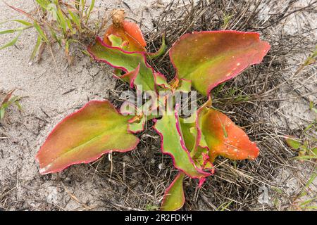 Common ice plant (Mesembryanthemum crystallinum), Shelley Point, Stompneusbaai, Western Cape, South Africa Stock Photo