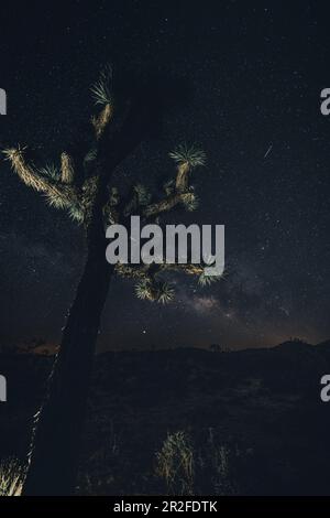 Night starry night at Joshua Tree National Park, California Stock Photo ...