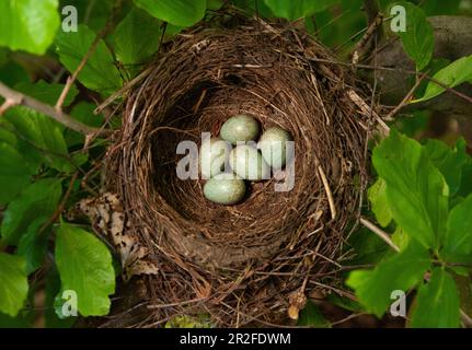 Eurasian Blackbird, Turdus merula, nest with eggs, London, United Kingdom Stock Photo