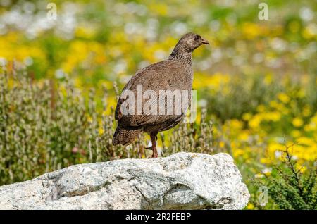 Cape Francolin, Cape Spurfowl (Pternistis capensis), West Coast National Park, Langebaan, Western Cape, South Africa Stock Photo