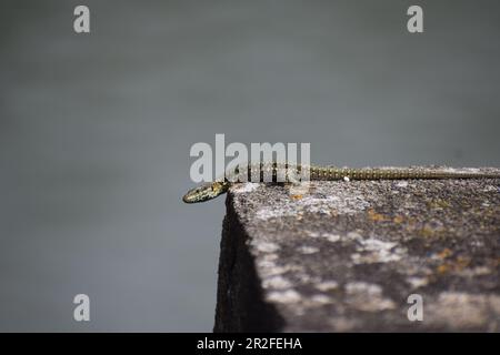 Wall Lizard on old stones Stock Photo