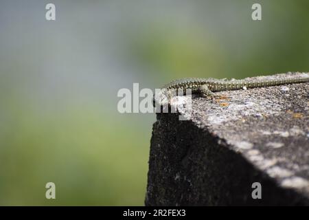 Wall Lizard on old stones Stock Photo
