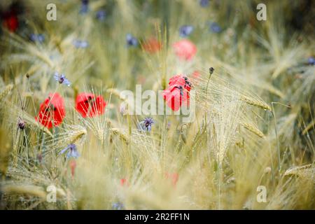 Poppies and cornflowers with raindrops in the barley field, Bringhausen, Edertal, Waldeck-Frankenberg, Hesse, Germany, Europe Stock Photo