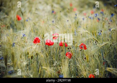 Poppies and cornflowers with raindrops in the barley field, Bringhausen, Edertal, Waldeck-Frankenberg, Hesse, Germany, Europe Stock Photo