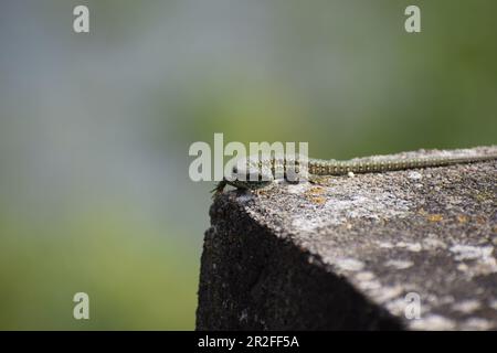 Wall Lizard on old stones Stock Photo