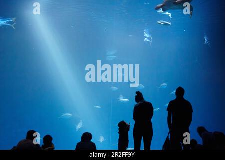 Silhouettes of visitors in front of a large aquarium at the Monterey Bay Aquarium in Monterey, California, USA. Stock Photo