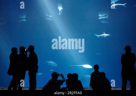 Silhouettes of visitors in front of a large aquarium at the Monterey Bay Aquarium in Monterey, California, USA. Stock Photo