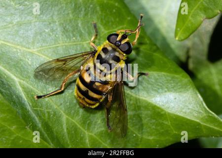 Death's head hoverfly sitting on green leaf seen from behind diagonally right Stock Photo