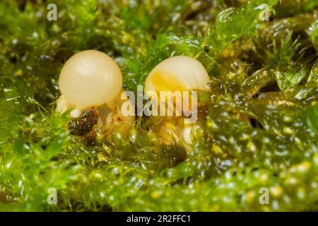 Ball caster two yellow open fruiting bodies next to each other in green moss on rotten tree trunk Stock Photo