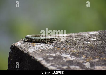 Wall Lizard on old stones Stock Photo