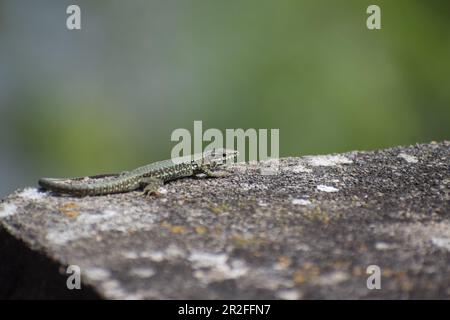 Wall Lizard on old stones Stock Photo