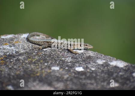 Wall Lizard on old stones Stock Photo
