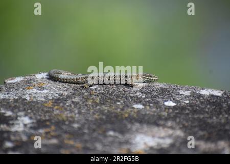 Wall Lizard on old stones Stock Photo