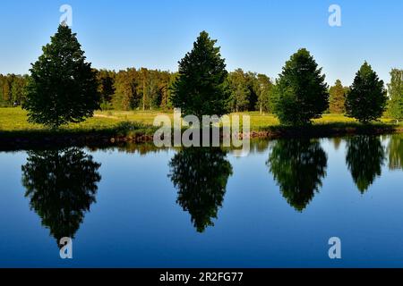 A row of small trees is reflected in the water of the Göta Canal, Hajstorp, Västergötland, Sweden Stock Photo