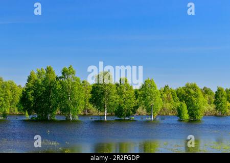 Birch forest in the flooded Torneälv, near Övertornea, Norrbottens Län, Sweden Stock Photo