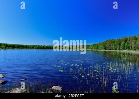 Lake and forest shore with blue sky, Hundsjön, Lapland, Norrbottens Län, Sweden Stock Photo